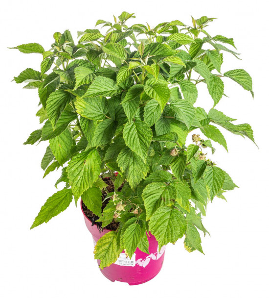 Maliník stáleplodící, Rubus idaeus Luckyberry, velikost kontejneru 4.6 l-12393