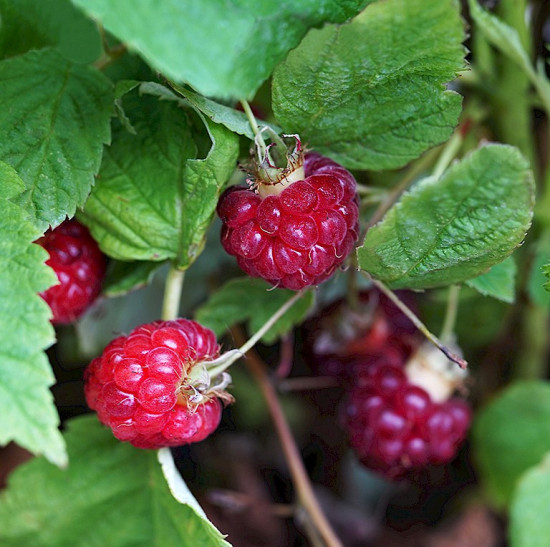 Maliník stáleplodící, Rubus idaeus Luckyberry, velikost kontejneru 4.6 l-12394