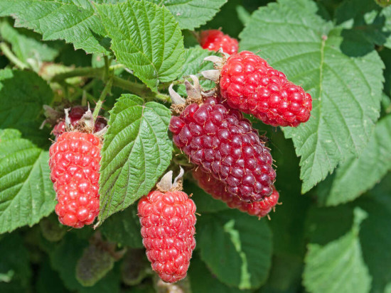 Malinoostružiník, Rubus fruticosus x idaeus Tayberry, velikost kontejneru 2 l