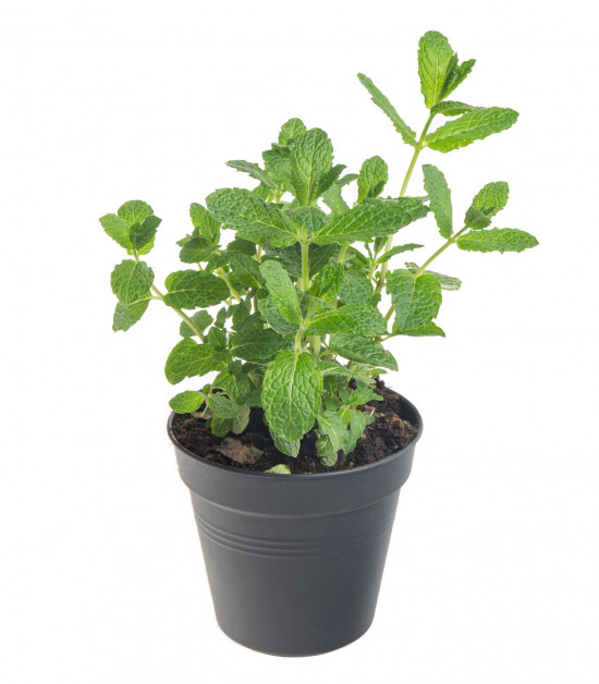 Máta marocká, Mentha Marokko, v květináči