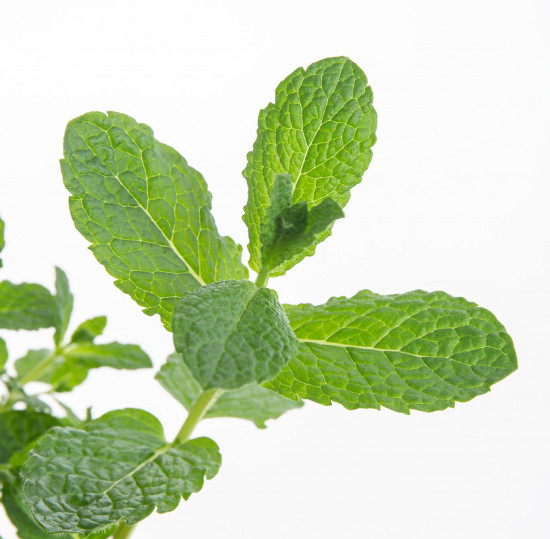 Máta marocká, Mentha Marokko, v květináči-8077
