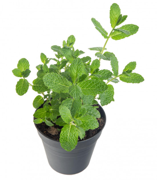 Máta marocká, Mentha Marokko, v květináči-8078