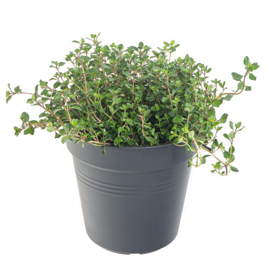 Mateřídouška úzkolistá, Thymus serphyllum, v květináči