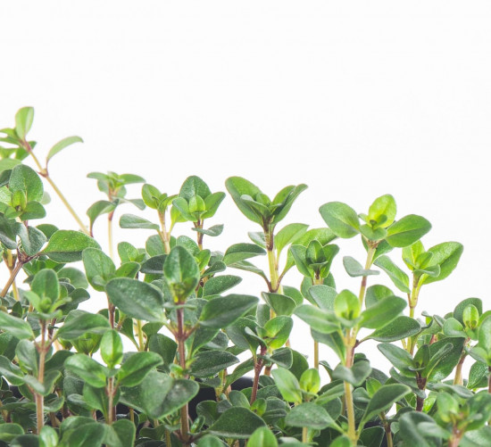 Mateřídouška úzkolistá, Thymus serphyllum, v květináči-8090