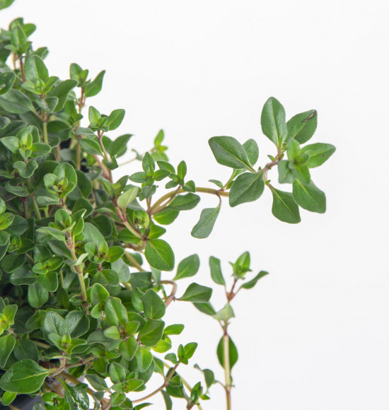 Mateřídouška úzkolistá, Thymus serphyllum, v květináči-8091