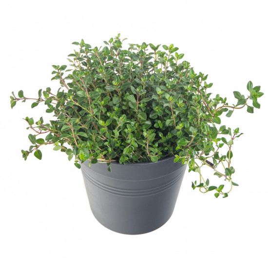 Mateřídouška úzkolistá, Thymus serphyllum, v květináči-8092