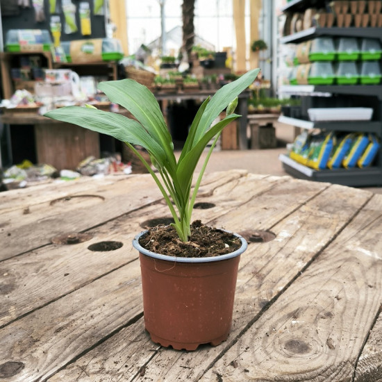 Medvědí česnek divoký, Allium ursinum Gismo, v květináči