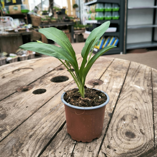 Medvědí česnek divoký, Allium ursinum Gismo, v květináči-27057