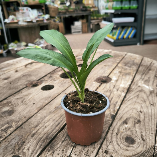Medvědí česnek divoký, Allium ursinum Gismo, v květináči-27058