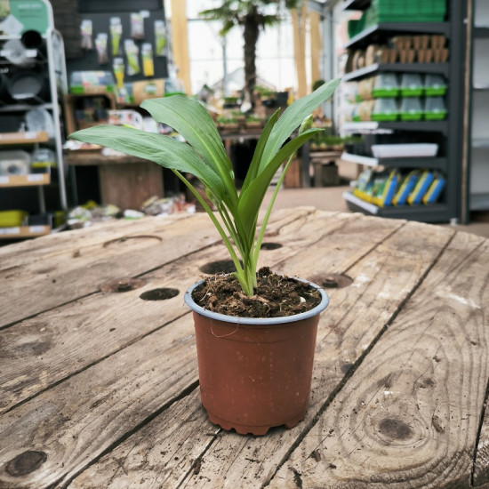 Medvědí česnek divoký, Allium ursinum Gismo, v květináči-27059