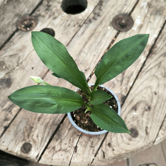 Medvědí česnek divoký, Allium ursinum Gismo, v květináči-27060
