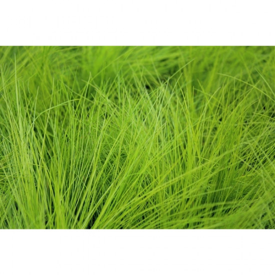 Metlička křivolaká, Deschampsia flexuosa AmiLime, velikost kontejneru 2 l-10044