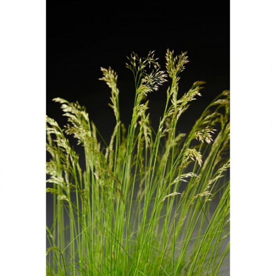 Metlička křivolaká, Deschampsia flexuosa AmiLime, velikost kontejneru 2 l-10045
