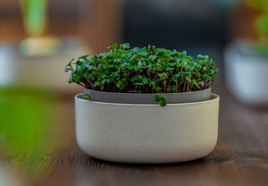 Miska na klíčení Microgreens, 16 cm x 7.5 cm, slonová kost-24459
