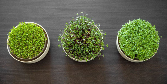 Miska na klíčení Microgreens, 16 cm x 7.5 cm, slonová kost-24463