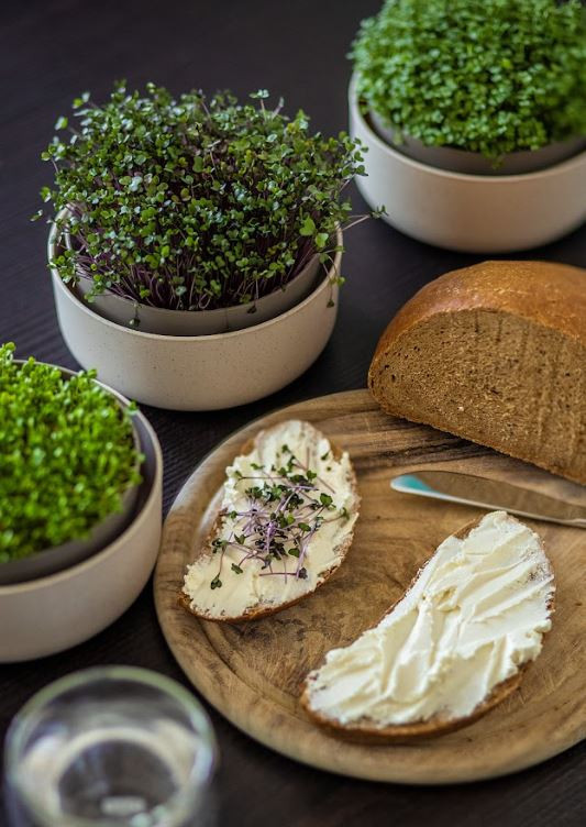 Miska na klíčení Microgreens, 16 cm x 7.5 cm, slonová kost-24464