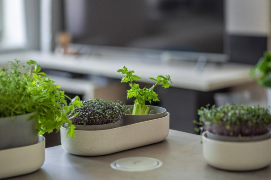 Miska na klíčení Microgreens Regrow, 30.5 x 16 x 7.5 cm, slonová kost-24457