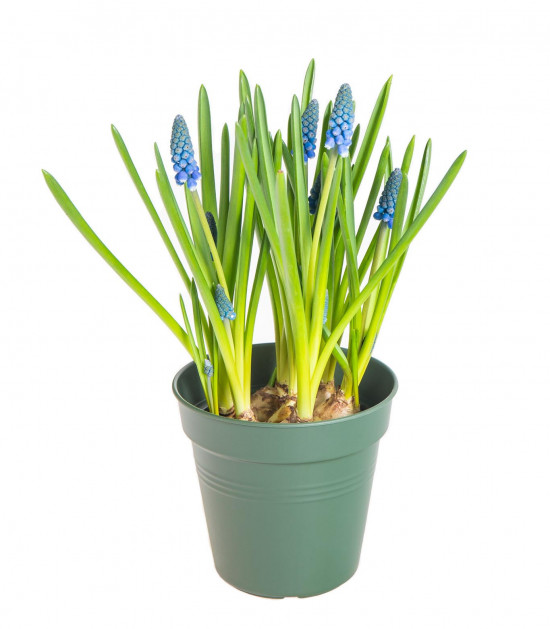 Modřenec, Muscari, modrý, rychlený, průměr květináče 9 cm