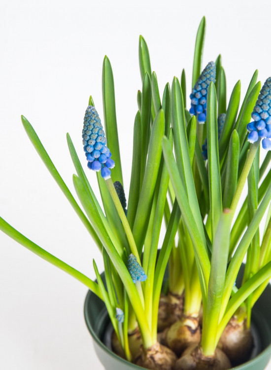 Modřenec, Muscari, modrý, rychlený, průměr květináče 9 cm-17902