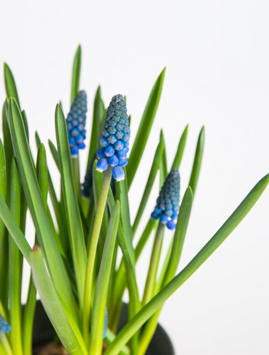 Modřenec, Muscari, modrý, rychlený, průměr květináče 9 cm-17903