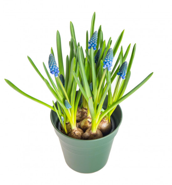 Modřenec, Muscari, modrý, rychlený, průměr květináče 9 cm-17904