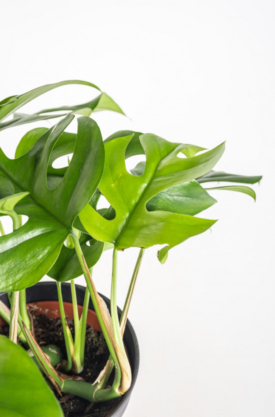 Monstera minima, Raphidophora tetrasperma, průměr květináče 12 cm-11017