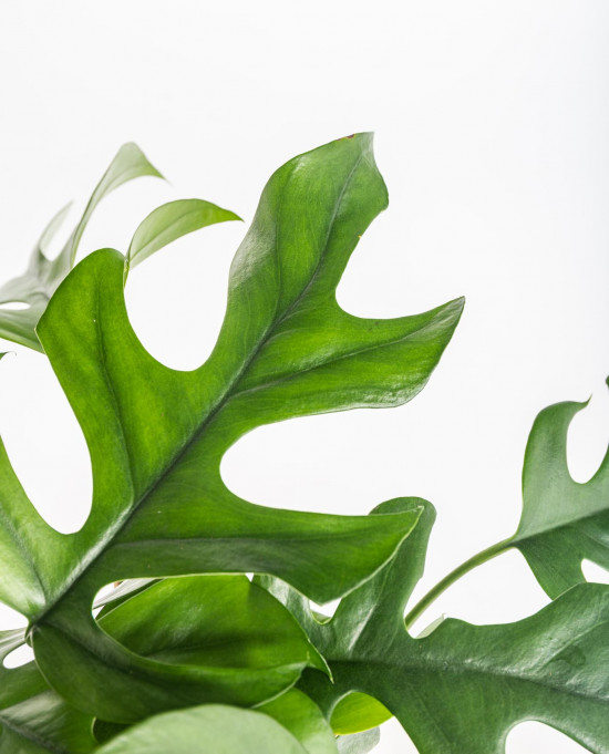 Monstera minima, Raphidophora tetrasperma, průměr květináče 12 cm-11018