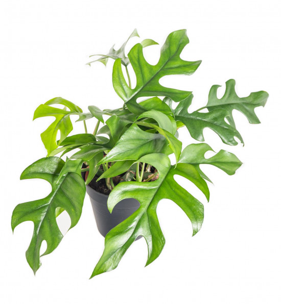 Monstera minima, Raphidophora tetrasperma, průměr květináče 12 cm-11019