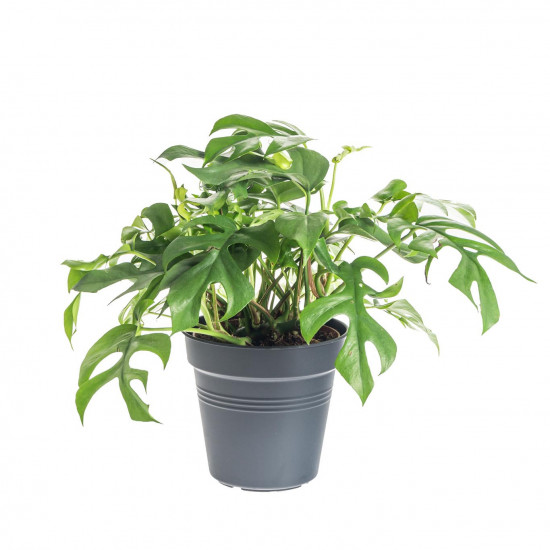 Monstera minima, Raphidophora tetrasperma, průměr květináče 15 cm