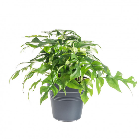 Monstera minima, Raphidophora tetrasperma, průměr květináče 15 cm-7498
