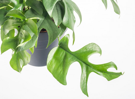 Monstera minima, Raphidophora tetrasperma, průměr květináče 15 cm-7499