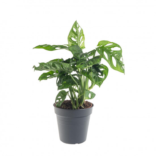 Monstera, Monstera adansonii, průměr květináče 12 cm