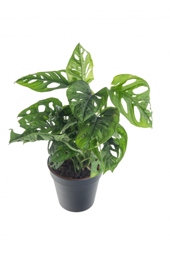 Monstera, Monstera adansonii, průměr květináče 12 cm-7457