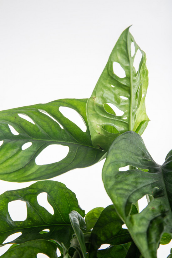 Monstera, Monstera adansonii, průměr květináče 12 cm-7458