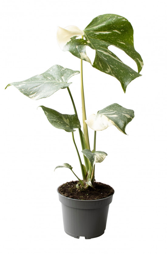Monstera, Monstera deliciosa Thai Constellation, panašovaná, průměr květináče 17 cm