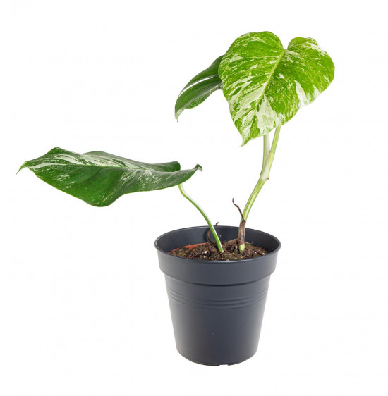 Monstera, Monstera deliciosa Variegata, průměr květináče 17 cm-18240