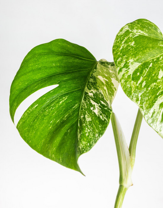 Monstera, Monstera deliciosa Variegata, průměr květináče 17 cm-18242