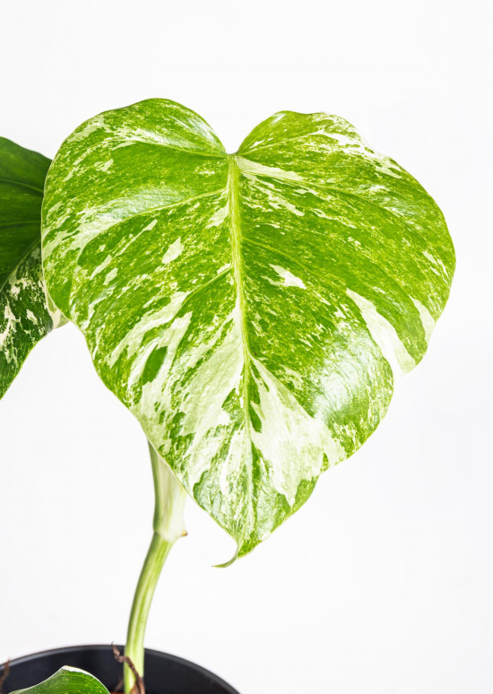 Monstera, Monstera deliciosa Variegata, průměr květináče 17 cm-18243