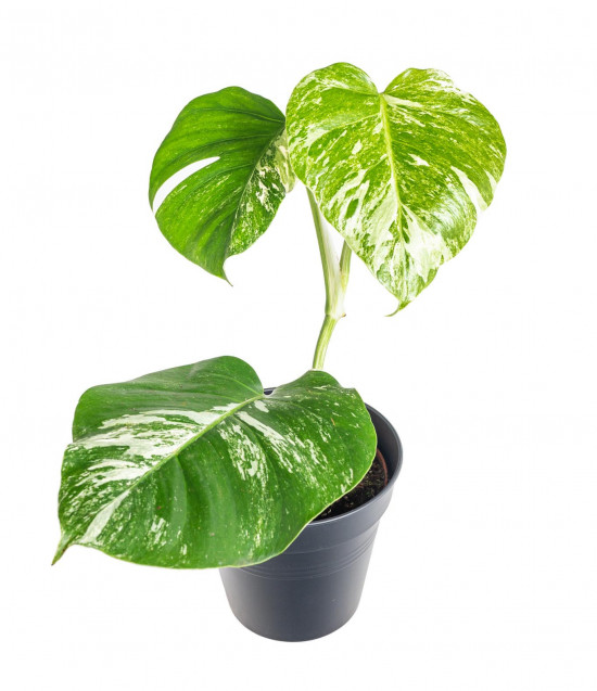 Monstera, Monstera deliciosa Variegata, průměr květináče 17 cm-18244