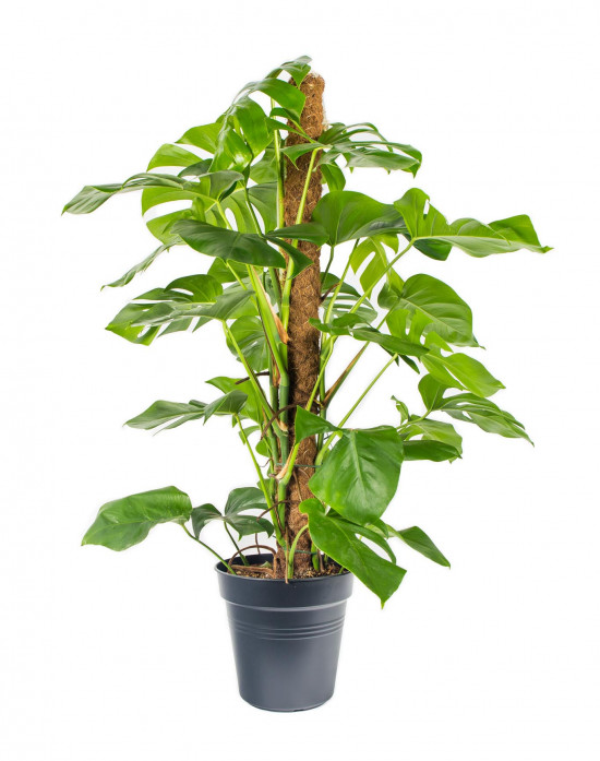 Monstera skvostná, Monstera deliciosa, na sloupku, průměr květináče 24 cm