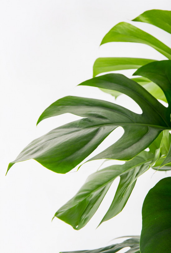 Monstera skvostná, Monstera deliciosa, na sloupku, průměr květináče 24 cm-17506