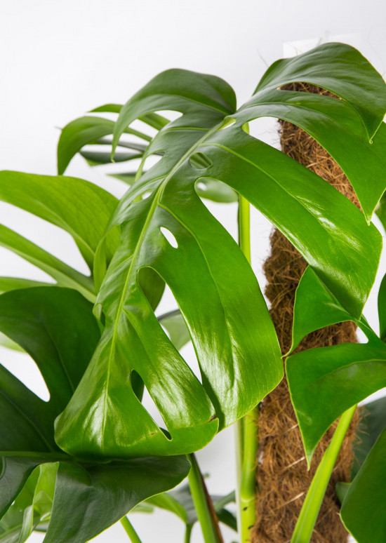 Monstera skvostná, Monstera deliciosa, na sloupku, průměr květináče 24 cm-17507