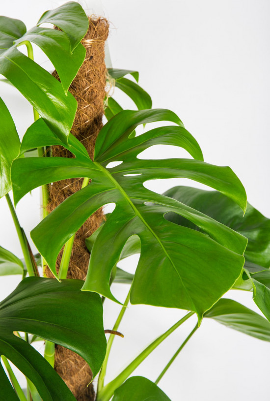 Monstera skvostná, Monstera deliciosa, na sloupku, průměr květináče 24 cm-17508