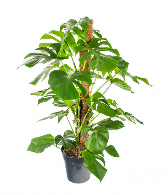 Monstera skvostná, Monstera deliciosa, na sloupku, průměr květináče 24 cm-17509