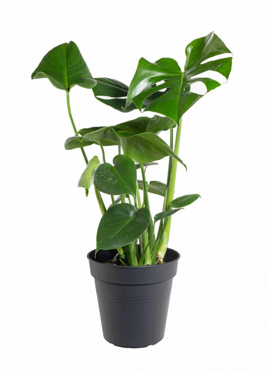 Monstera skvostná, Monstera deliciosa, průměr květináče 17 cm-25061
