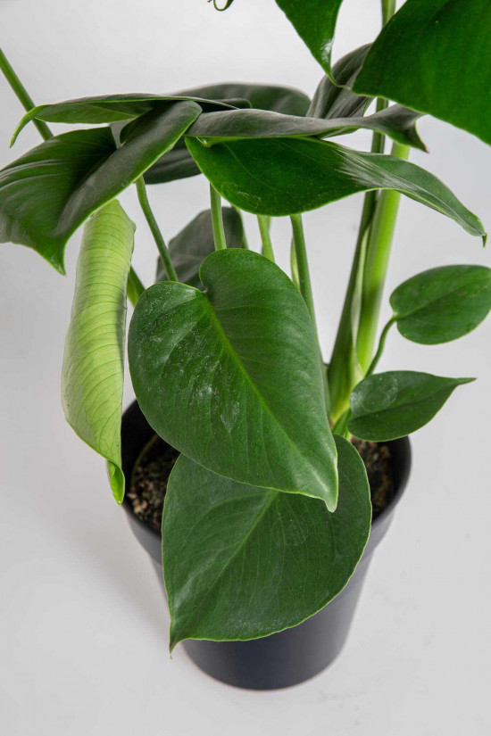 Monstera skvostná, Monstera deliciosa, průměr květináče 17 cm-25062