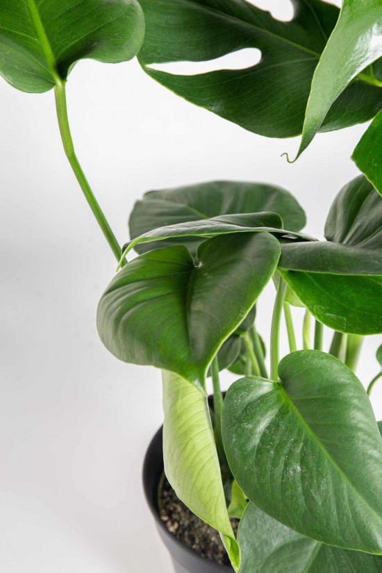 Monstera skvostná, Monstera deliciosa, průměr květináče 17 cm-25064