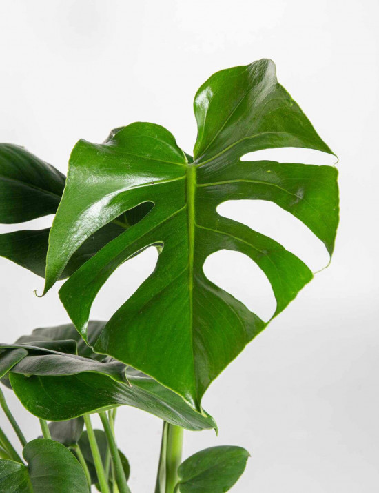 Monstera skvostná, Monstera deliciosa, průměr květináče 17 cm-25065