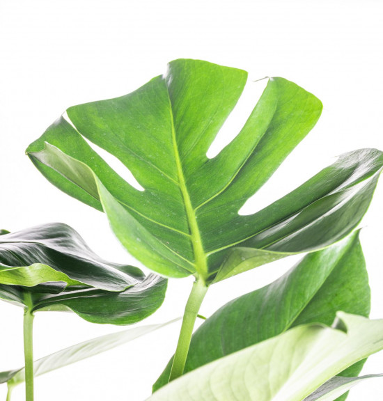 Monstera skvostná, Monstera deliciosa, průměr květináče 21 cm-9419