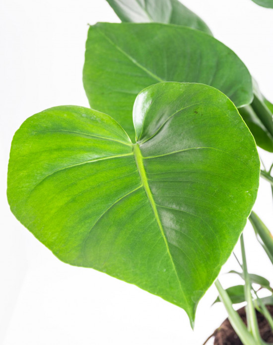 Monstera skvostná, Monstera deliciosa, průměr květináče 21 cm-9420